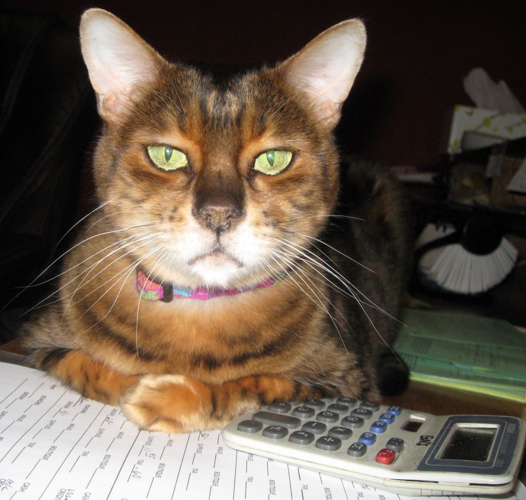 accountant kitty is not amused