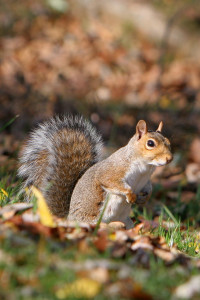 salespeople chase squirrels