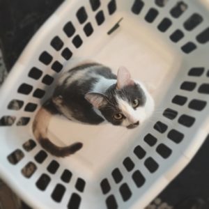 Photo by pdxknitterati